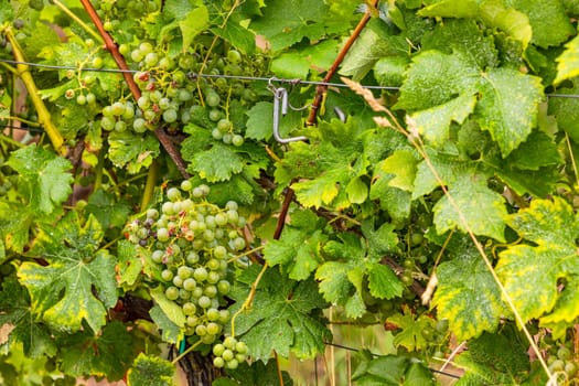 Panicles of white grapes on a vine with green leaves in a vineyard, Germany