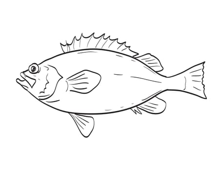 Drawing sketch style illustration of an Acadian Redfish fish species native to New England and Mid Atlantic on isolated white background done in cartoon art style.
