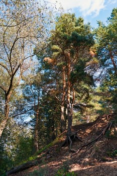 Pine tree with long roots on a hill on a sunny summer day