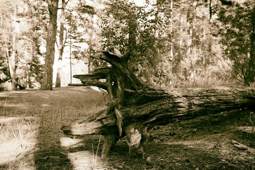 Old fallen tree in the forest. Black and white. Toned