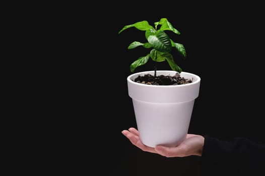 woman hand holds a pot with a plant on a black background. A young green tree in a white pot in a girl hand.