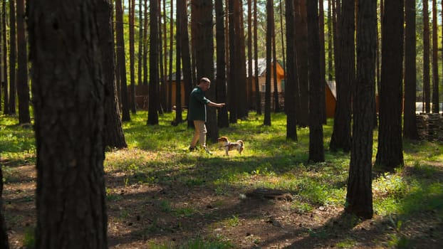 Man trains dog in woods. Stock footage. Man teaches dog to sit in nature on sunny day. Man trains dog in park in summer.