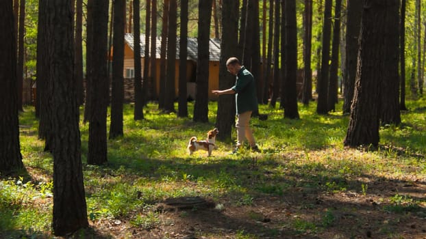 Man trains dog in woods. Stock footage. Man teaches dog to sit in nature on sunny day. Man trains dog in park in summer.