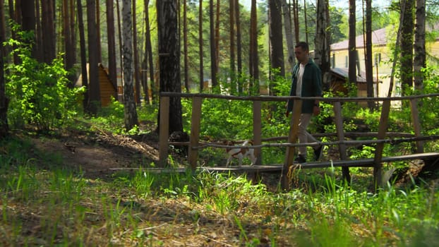 Man with dog on river bridge in park. Stock footage. Man walks with dog in forest with wooden bridge. Man and dog cross bridge in sunny park in summer.