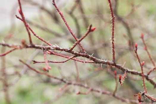Bare red rosehip branches with thorns close up, copy spase