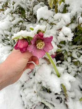 purple hellebore flower under the fallen white snow frost-resistant plant, gardening plant care. High quality photo