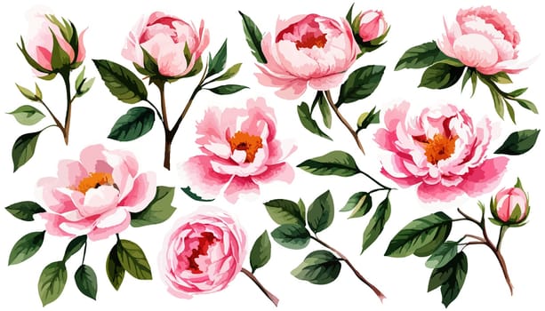 Large pink peonies set. Drawn botanical illustration. Realistic isolated objects on white background for your design