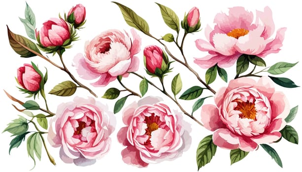 Large pink peonies set. Drawn botanical illustration. Realistic isolated objects on white background for your design