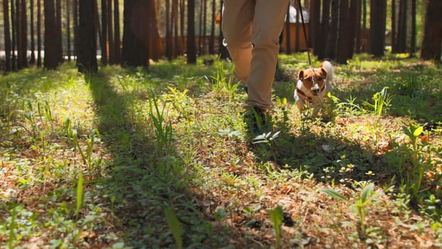 Man walks with dog on leash in woods. Stock footage. Man walks dog that eats grass in forest. Dog eats grass while walking in woods on sunny summer day.