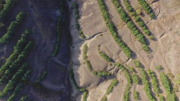 Aerial shot Flying very low over trees and scrub in the wilderness. Shot. Aerial view flying over desert at sunrise as the trees cast their shadows across the landscape.