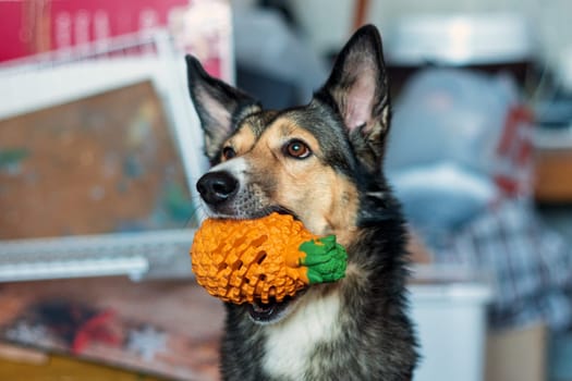 Dog holds a rubber toy dispensary pineapple close-up. Selective focus