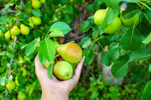 Tasty juicy pear hanging on summer fruits garden as healthy organic concept.