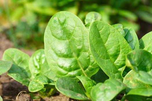 Spinach beds. Green spinach leaves close up. Healthy food. Agriculture. Selective focus