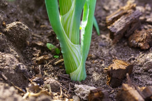 Green onion seedlings planting. Agricultural landscape of the onion plantation.