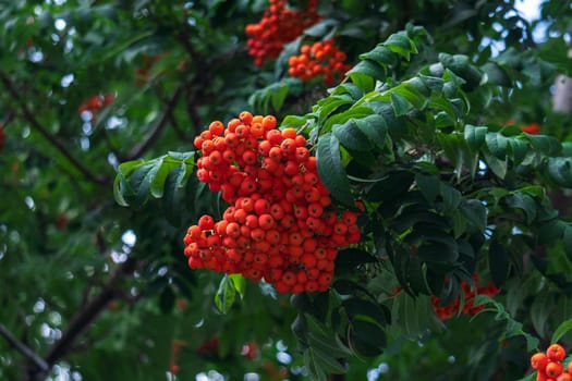 Rowan berry growing in clusters on the branches of a rowan tree. Selective focus