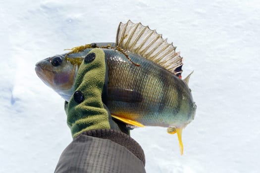 Man Holding a Fish in the Snow. Winter fishing, adventure. Selective focus