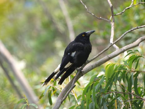Pied currawong perched in the trees, Sydney, Australia. Zoomed.