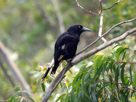 Pied currawong perched in the trees, Sydney, Australia. Zoomed.