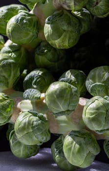 Close-up of Fresh raw organic green brussel sprouts on stalks with Natural sunlight. Brussel Sprouts Groninger vegetable, Uncooked Rosenkaal Brussel sprouts, Copy space, Selective focus.