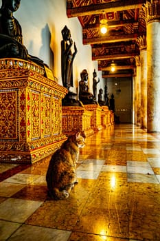 Tranquil Encounters Cat Resting at Wat Benchamabophit Dusitvanaram the Serene Marble Temple of Bangkok Thailand