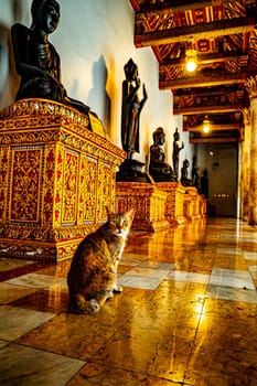 Tranquil Encounters Cat Resting at Wat Benchamabophit Dusitvanaram the Serene Marble Temple of Bangkok Thailand