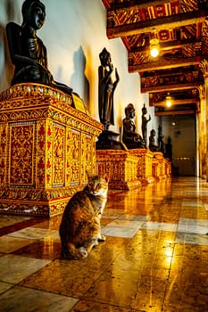 Tranquil Encounters Cat Resting at Wat Benchamabophit Dusitvanaram the Serene Marble Temple of Bangkok Thailand