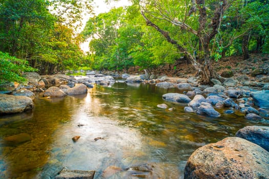 Tranquil Serenade Shallow Stream Gently Flowing Through the Forest Embrace