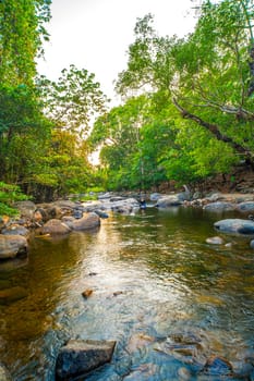 Nature Lullaby Gentle Flow of a Shallow Stream in the Deep Forest