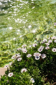 purple flowers on the edge of a fountain with green water on a sunny day, the glare of the sun on clear water. High quality photo