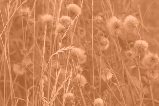 Peach Fuzz grasses with spikelets of beige color close-up. Abstract natural background of soft plants monochrome color 2024. High quality photo