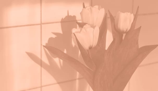 Peach Fuzz White tulips on a background of white tiles. Copy space. Beautiful white tulips flowers for the holiday monochrome 2024 color. High quality photo