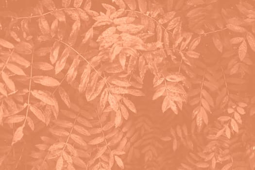 Peach Fuzz Rowan leaves for background. Monochrome leaves background. Carved leaves of mountain ash color 2024. High quality photo
