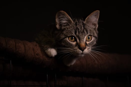 Portraite of Little Outbred Kitten over Black Background. High quality photo