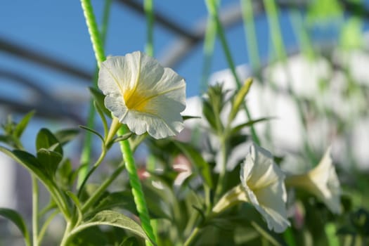 White pansy flower in the garden. High quality photo