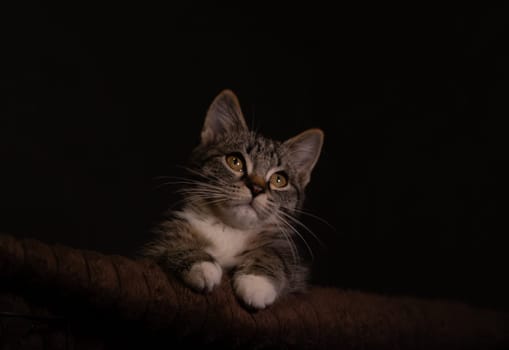 Portraite of Little Outbred Kitten over Black Background. High quality photo