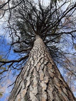 Big and tall trees In the forest with blue sky refreshing. High quality photo