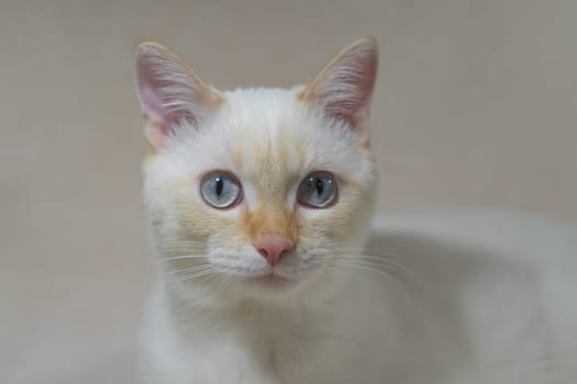 A cat that is looking at the camera. High quality photo