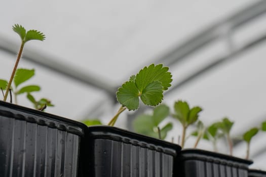 Hydroponics is the technique of growing plants using a water-based nutrient solution rather than soil. High quality photo