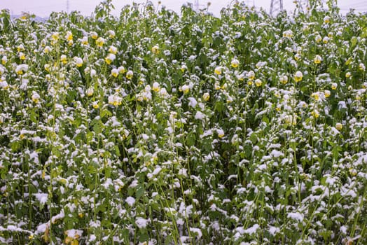 Frost-Kissed Gold: A Picturesque Snow-Blanketed Rapeseed Field in the Tranquil Countryside.