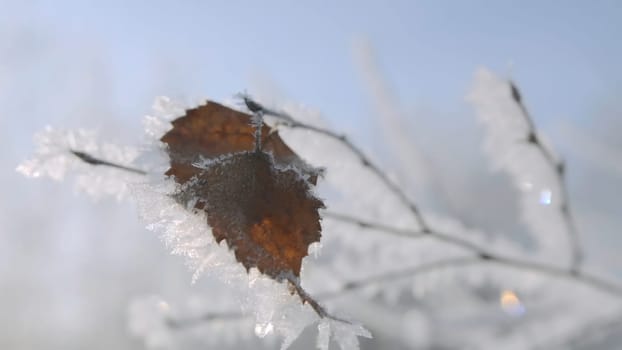 Close-up of beautiful tree branch in frost. Creative. Tree branch covered with frost. Winter frost on branches of tree on sunny day.