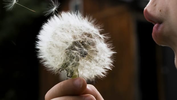Slow motion. Creative. A child blowing on a dandelion that scatters in different directions on the street. High quality FullHD footage