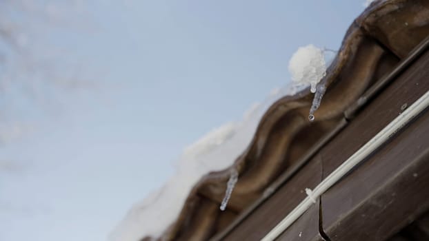 Icicles hang from a roof and melt with drops of water falling down. Action. Concept of coming spring