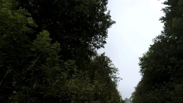 Man with backpack and woman hikers trekking in forest. Rear view of young couple walking with a group of travelers on a stony trail along the trees and bushes.