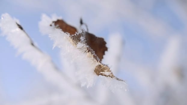 Beautiful winter nature background, snow covered branch of a tree on a frosty winter day. Creative. Close up of a dry leaf on a snowy tree branch