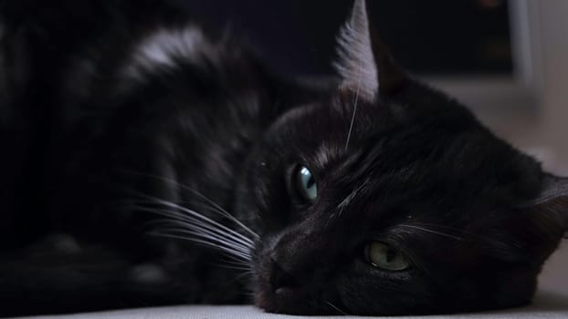 Close up of soft and fluffy black and white cat falling asleep. Domestic cat with big green eyes lying at home in front of the camera on blurred background of the room.