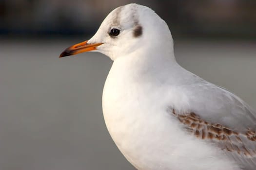 Seagull bird or seabird standing feet on the thames river bank in London, Close up view of white gray bird seagull, Wild seagull portrait on natural background, Sea gull bird animal closeup isolated