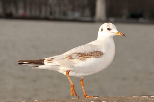 Seagull bird or seabird standing feet on the thames river bank in London, Close up view of white gray bird seagull, Wild seagull portrait on natural background, Sea gull bird animal closeup isolated
