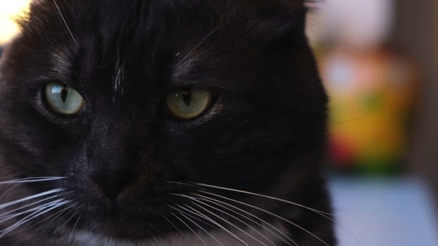 Domestic black and white cute cat with green eyes. Beautiful cat with smooth dark fur lying in the living room at home on blurred background.