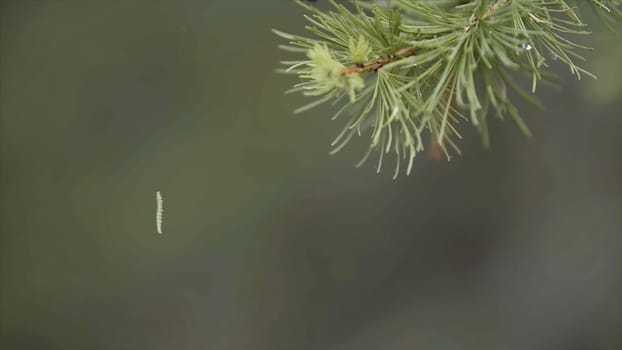 Close up of green spruce branch and a small caterpillar hanging on the web on green blurred background. Green caterpillar hanging from the pine tree in coniferous forest.