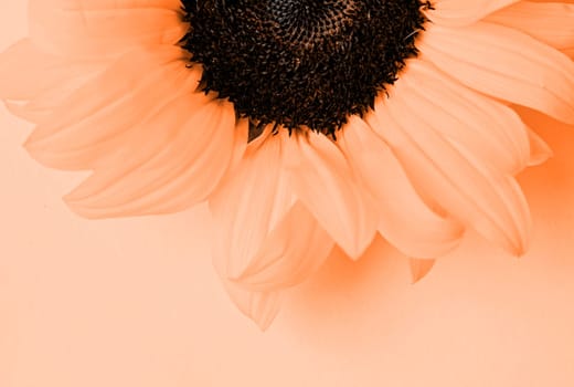 Color of the year 2024: Peach Fuzz. sunflower head on yellow background with copy space, minimal macro shot. Flat lay, top view, copy space.